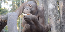 Najtužniji orangutan na svetu konačno na slobodi