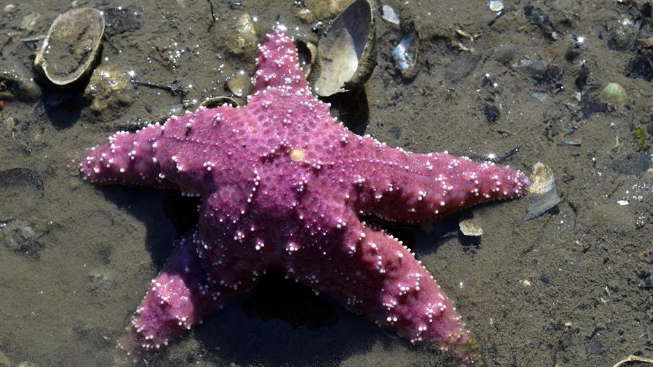 Naučnici otkrili hormon za pubertet u morskoj zvezdi