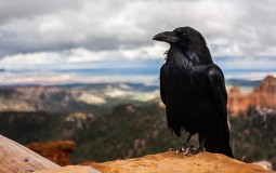 
					Naučnici otkrili još jedan dokaz o neverovatnoj inteligenciji vrana 
					
									