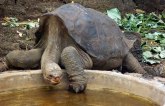 Naučnici pokušavaju da ožive izumrlu vrstu kornjača sa Galapagosa