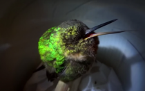 Neopisivo: Poslušajte kako hrče ova mala ptičica! VIDEO