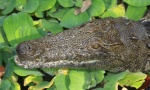Nilski krokodili ljudožderi pronađeni u močvarama Floride


