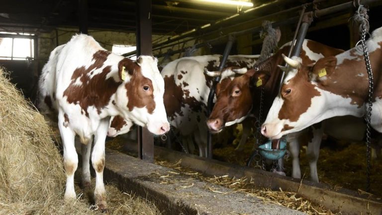 Nova Varoš: Uginule dve krave od zarazne bolesti kvrgave kože, vakcinacije stoke i u Prijepolju, Priboju i Sjenici