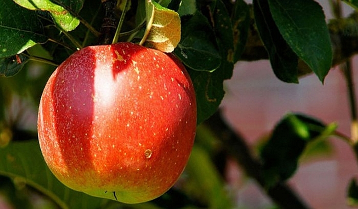 Novosađani žele sezonski da zarade, ali ne i da beru voće