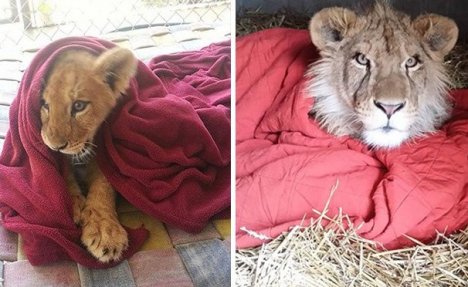 OD MALENA NIJE MOGAO DA ZASPI BEZ ĆEBETA: Sada već odrasli lav i dalje spava s omiljenim prekrivačem