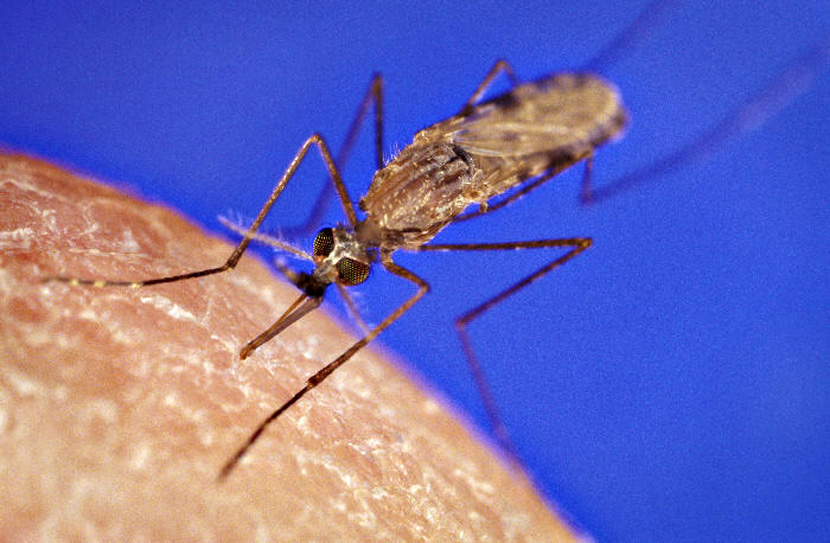 OPAKA BOLEST JE PONOVO U SRBIJI: Evo kako da se zaštitite od MALARIJE!