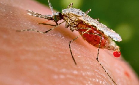 OPASNO: U Srbiji se pojavili komarci zaraženi virusom Zapadnog Nila!