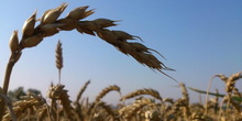 Očekivana cena pšenice 16 dinara