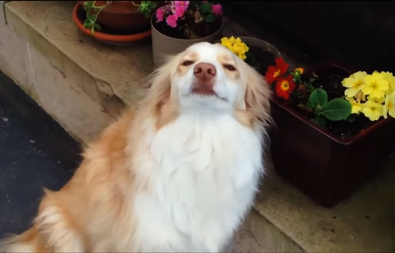 Odgovor psa koji će vas nasmejati do suza! VIDEO