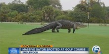 Ogroman aligator se prošetao golf terenom