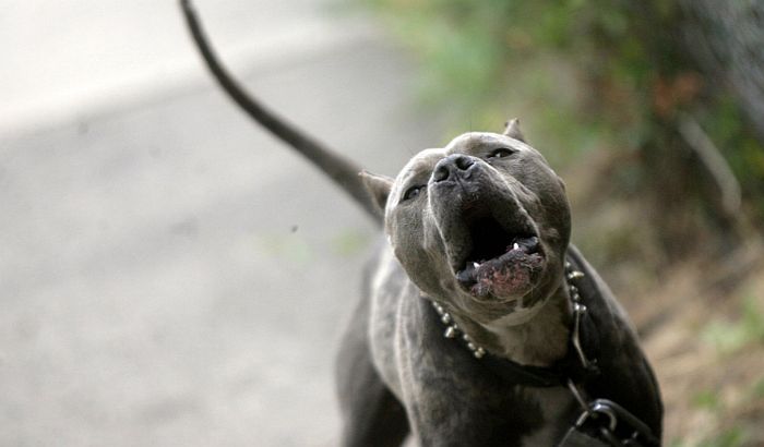 Opasni psi koji su napali ljude na Kamenjaru i u Petrovaradinu čekaju odluku tužioca