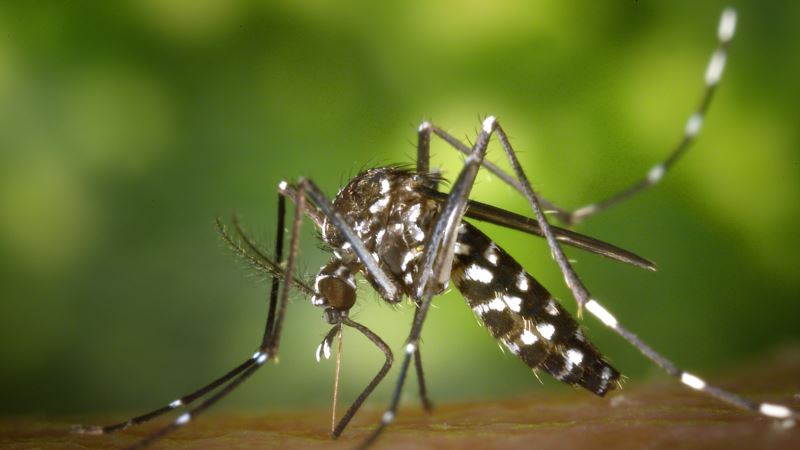 Opasni tigrasti komarci i u BiH, ali nema mjesta panici