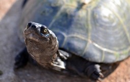
					Osmogodišnjak pomogao da se otkrije pravi razlog zašto kornjače imaju oklop 
					
									