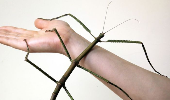 Otkriven najveći insekt na svetu, dugačak više od pola metra