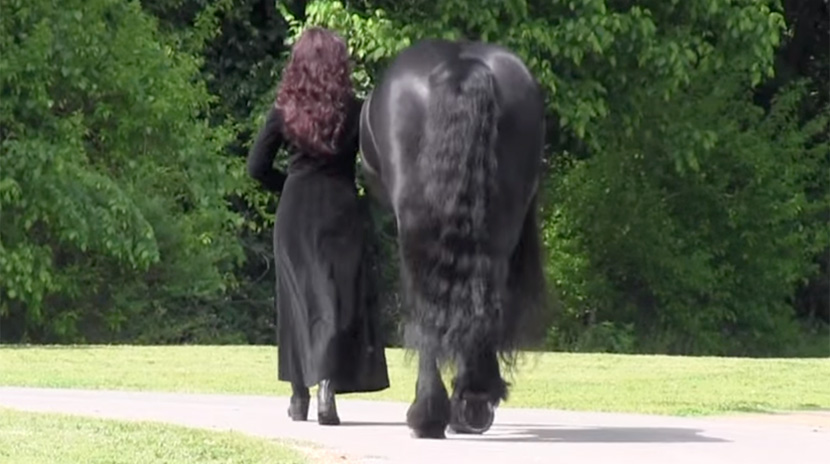 Ovaj konj izgleda sasvim obično s leđa, ALI ZAPANJIĆETE SE KAD SE OKRENE (FOTO) (VIDEO)