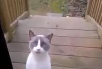 Ovako izgleda kada se mačka posvađa sa gazdaricom! VIDEO