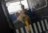 Ovca se vozi u autobusu po Novom Beogradu (FOTO)