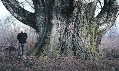 Ovo je najdeblje drvo u Srbiji