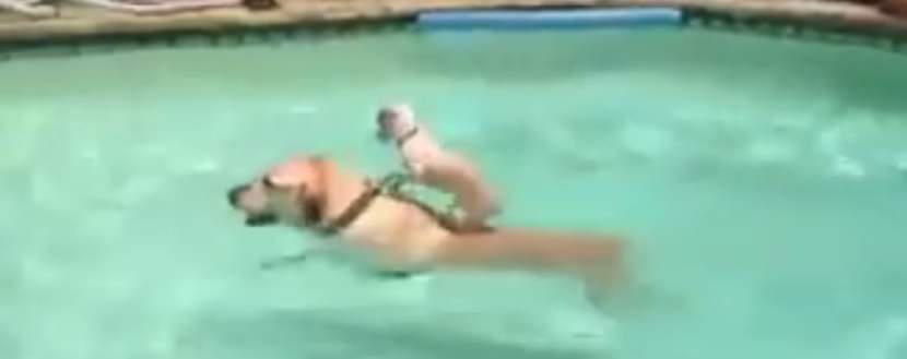 Ovo je najsimpatičnija scena psa i mladunca: Kada vidite kako ga nosi kroz vodu, i vi ćete se raznežiti (VIDEO)