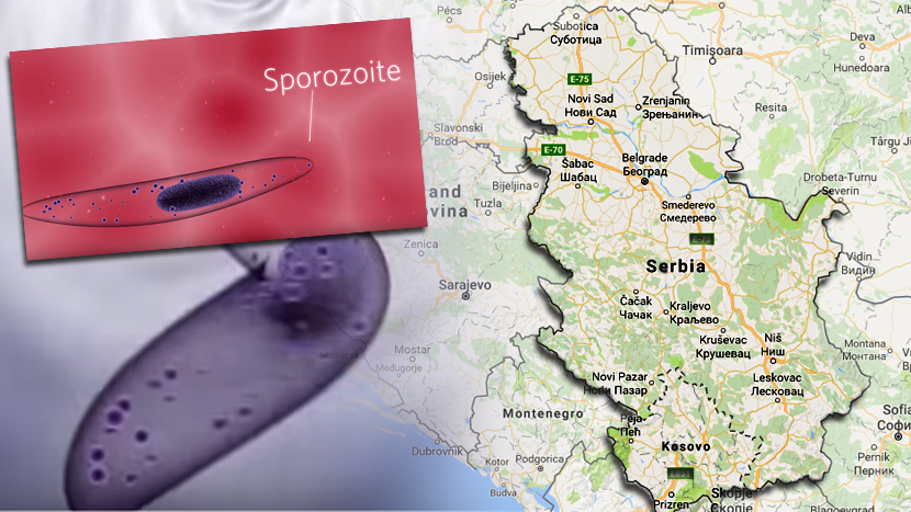 POTVRĐENO 6 SLUČAJEVA MALARIJE U SRBIJI: Održan hitan sastanak vrha zdravstvenih vlasti