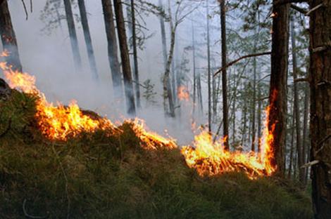 POŽARI U HERCEGOVINI Gorela šuma i trava kod Čapljine i Čitluka