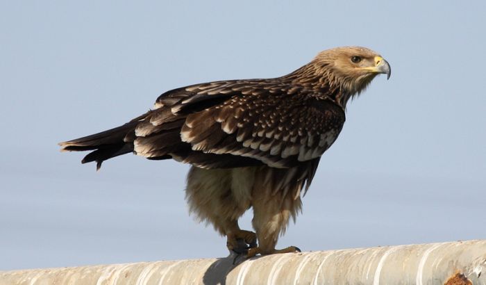 Pančevo: Ponovo otrovani orlovi belorepani 
