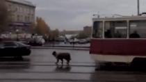 Pas koji nije voleo tramvaje (VIDEO)