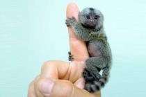 Patuljasti marmoset: Simpatični majmuni veličine prsta (FOTO)