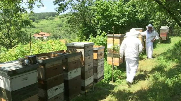 Pčelari  iz Svrljiga hobi pretvorili u biznis