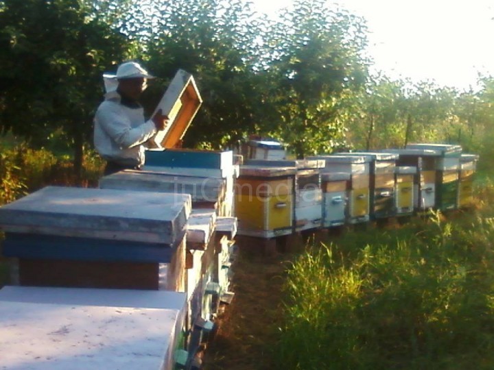 Pčelarstvo kao šansa za posao