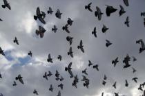 Piloti oprez: 70.000 golubova poletjelo iz Španije