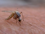 Počinje zaprašivanje protiv komaraca u Nišu