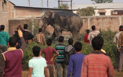 
					Podivljali slon porušio 100 kuća u selu u Indiji (VIDEO) 
					
									