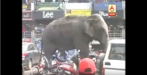 Podivljali slon rušio kuće u Indiji (VIDEO)