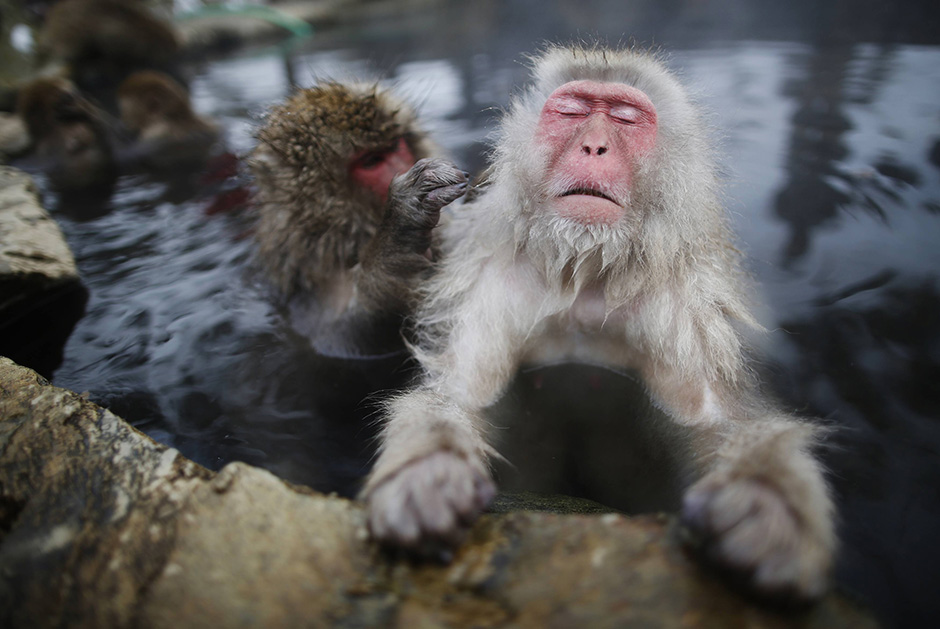Pogledajte kako majmuni reaguju na nejednakost