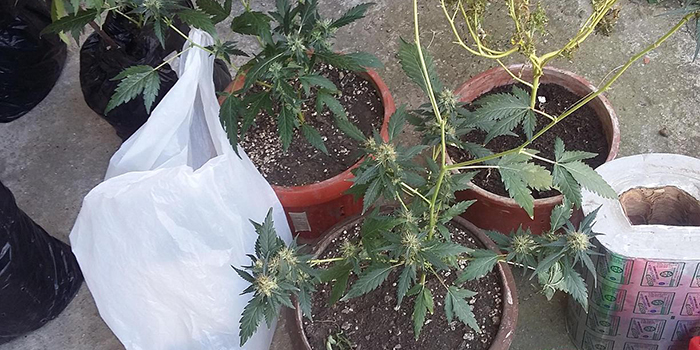 Policija otkrila laboratoriju za proizvodnju marihuane