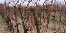 Popović: Podrška vinarima za izvoz u Rusiju