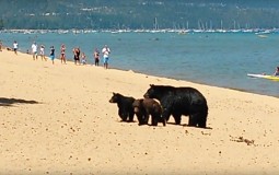 
					Porodica medveda uživa na plaži jezera Taho 
					
									