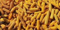 Prepolovljen rod kukuruza u Šumadiji