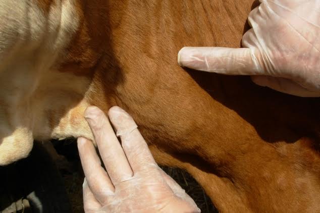 Pri kraju vakcinacija goveda u Pčinjskom i Jablaničkom okrugu
