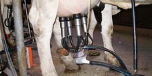 Problemi sa otkupom mleka i u Šumadiji