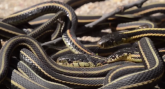 Probudilo se najveće leglo zmija na svetu (VIDEO)