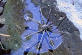 Pronađen pauk koji pliva i lovi ribe