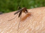 Prskanje protiv komaraca po niškim parkovima i drvoredima