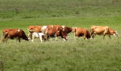 Prvi slučaj bolesti goveda u opštini Prokuplje