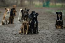 Psi lutalice u Zenici pokali živinu i stoku
