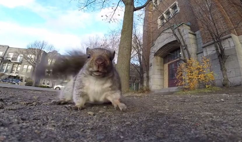 Pustio je vevericu da mu uzme GoPro kameru. Skočila je na drvo – i evo kako se snimila! (VIDEO)