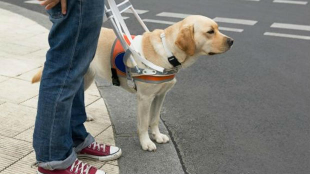 RIK: Građani mogu da uđu na biračko mesto sa psom vodičem
