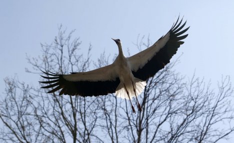 RODA HULIGAN: Isfrustrirana ptica teroriše ceo grad u Nemačkoj, zbog nje meštani kriju kola