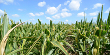 Rajić: Rod kukuruza oko šest miliona tona